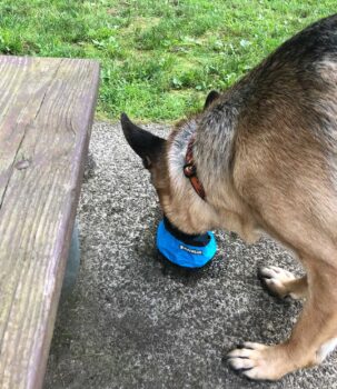 My Dog Sully Drinking from a Trail Runner Dog Bowl